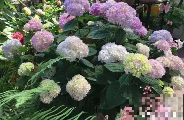 绣球老了不开花,这么养,老桩爆开上千朵花! 绣球老了不开花,这么养,老桩爆开上千朵花!