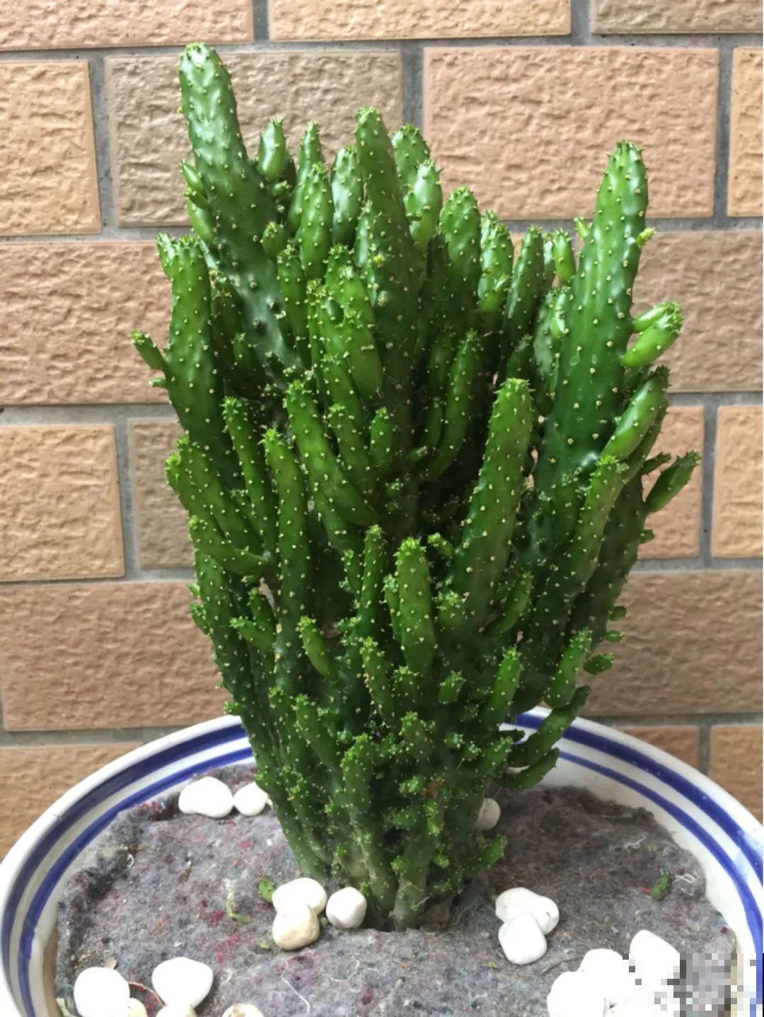 这花3年没浇水，却疯长得把盆撑爆，懒人福利啊！