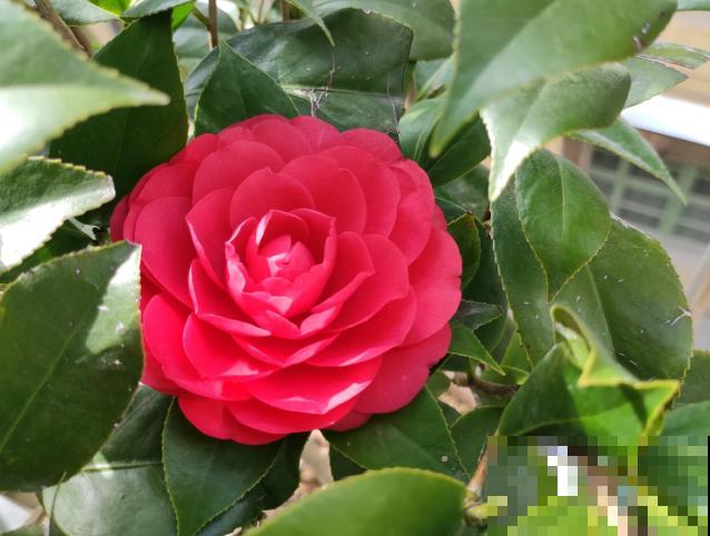 养这些花，就选一个最好的品种，随便养养都爆盆！