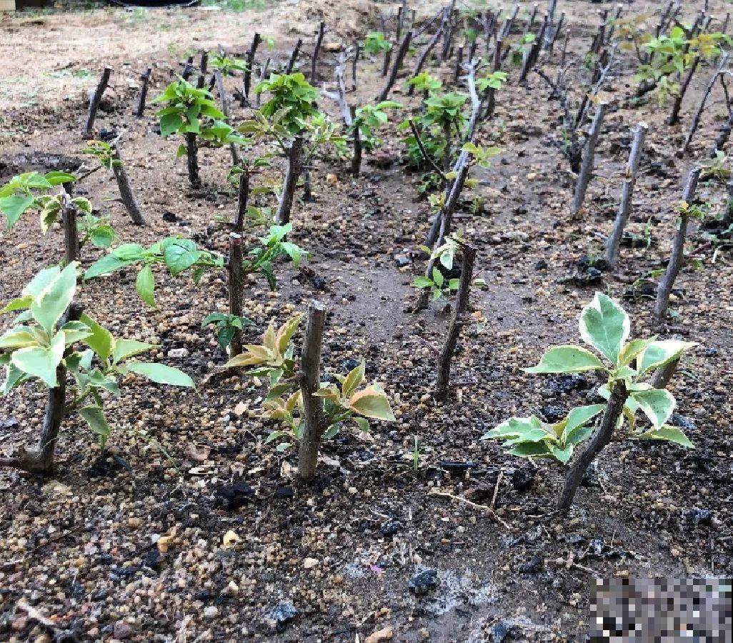 6种花扦插,杆子越粗越好活,根长成大扫把! 6种花扦插,杆子越粗越好活,根长成大扫把!