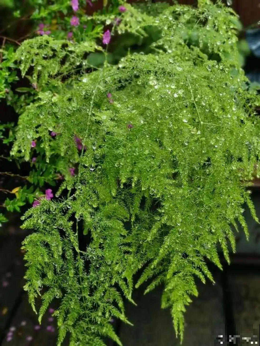 养了20年的玉树，满树开粉花，据说好运要来了！