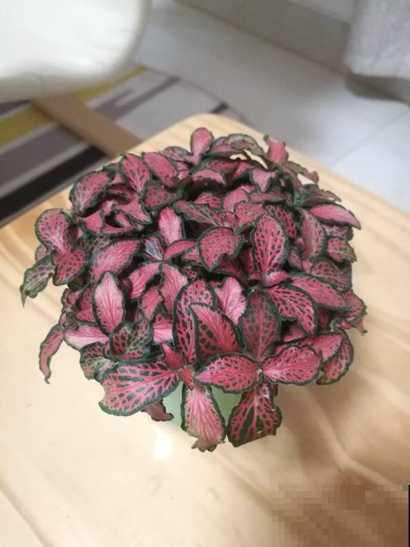 现在流行种草啦,6种草比花还要美,只养一种就够了 现在流行种草啦,6种草比花还要美,只养一种就够了