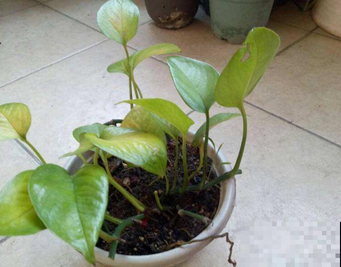 叶子发黄,灌点“补铁水”,7天恢复绿油油! 叶子发黄,灌点“补铁水”,7天恢复绿油油!