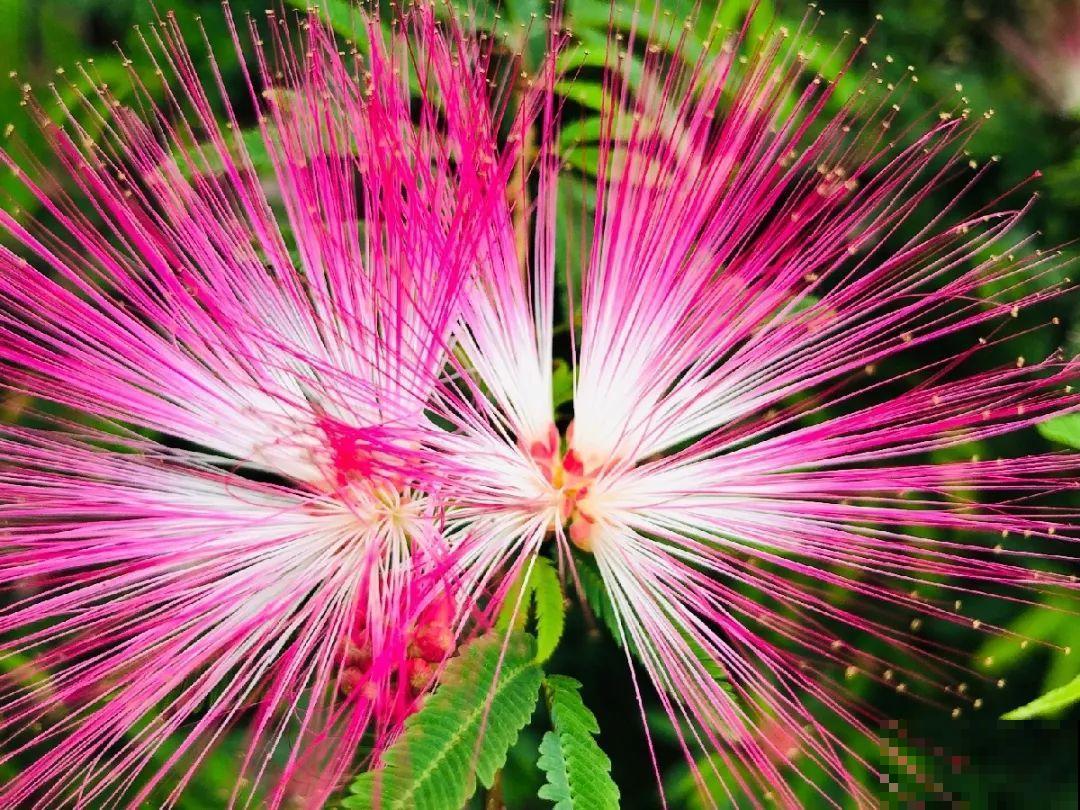 20种香水花,茶花排倒数,第一就是它! 20种香水花,茶花排倒数,第一就是它!