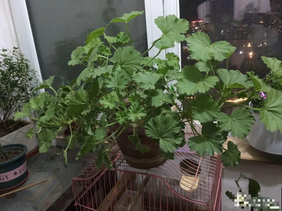 现在开花不一定是好事,赶紧剪掉,才能正常活 现在开花不一定是好事,赶紧剪掉,才能正常活