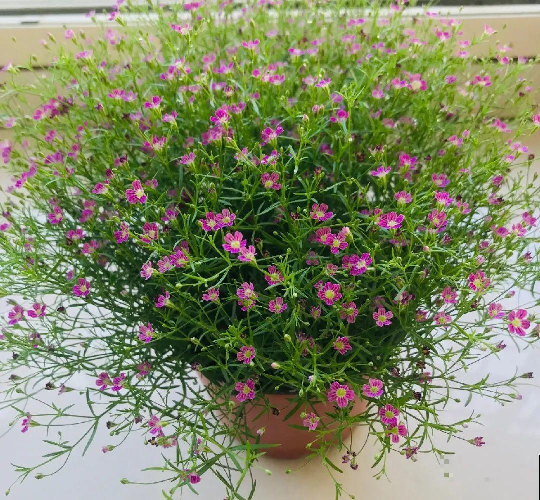 10种花,夏天怕淋雨,下雨赶紧搬进屋! 10种花,夏天怕淋雨,下雨赶紧搬进屋!