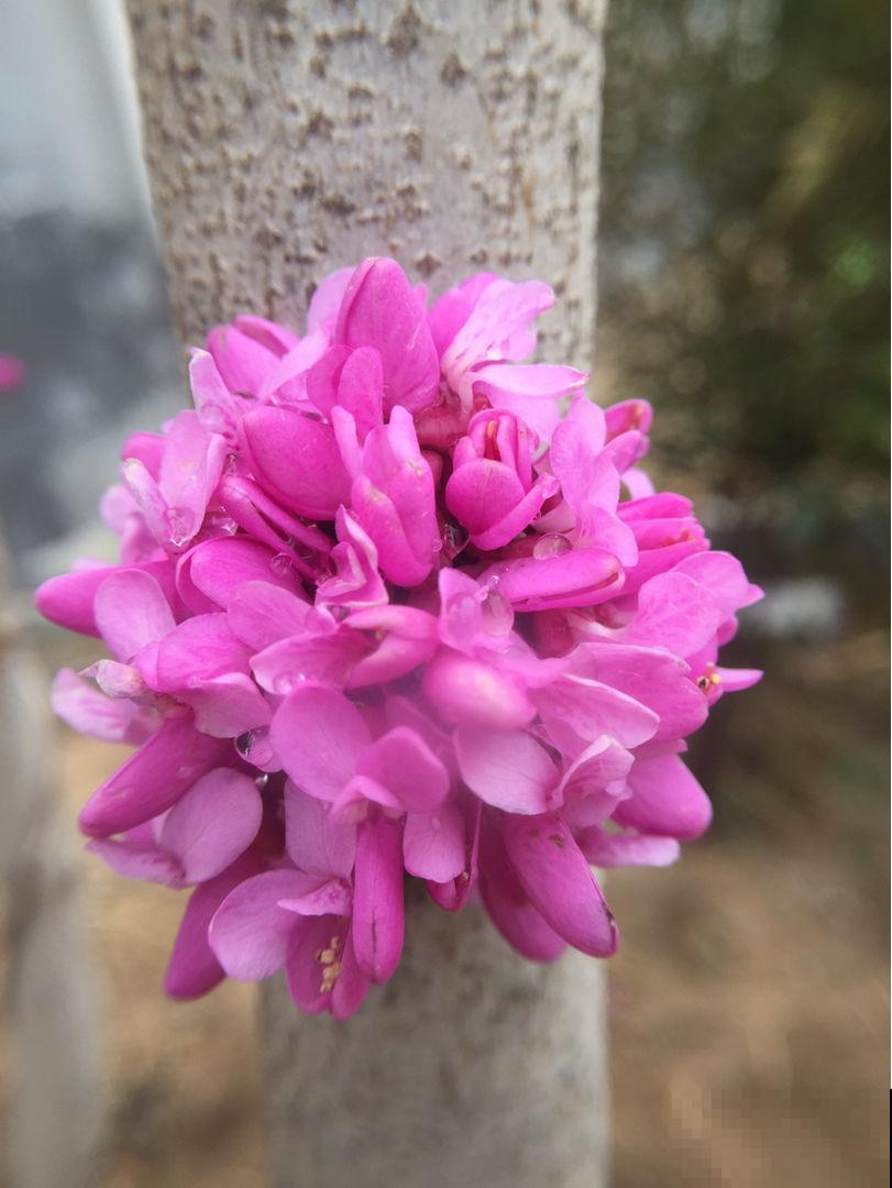 不适合老人养的7种花，身上带刺有危险，尽量不要碰