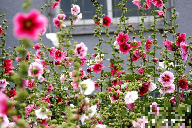 路边的芙蓉葵，一朵花比脸还大，耐旱又好养！