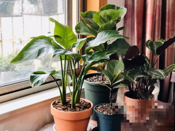 别养绿萝了,这种超级耐阴王,叶子比油画还美! 别养绿萝了,这种超级耐阴王,叶子比油画还美!