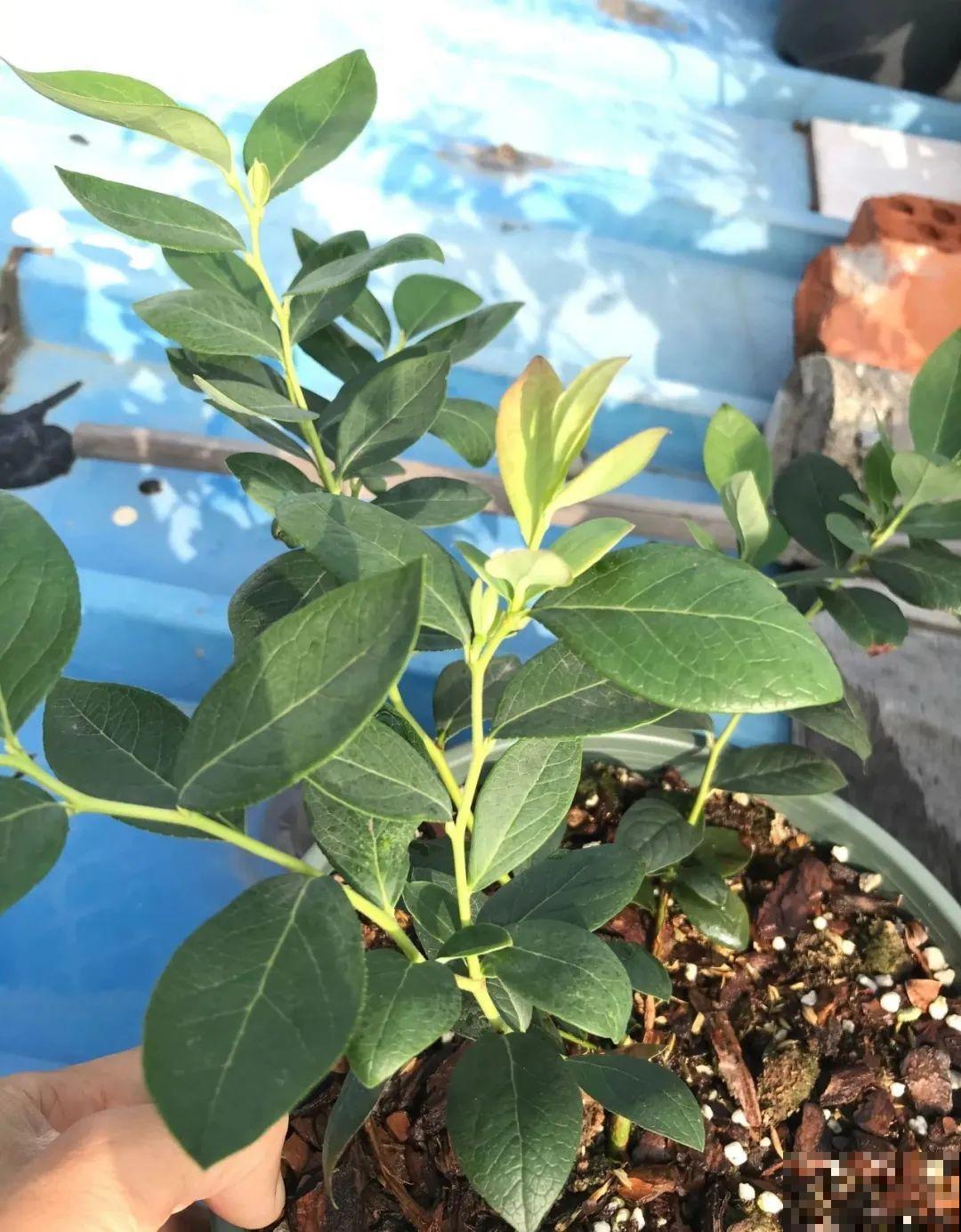 路边掐几根大粗枝,5天就生根,结果沉甸甸! 路边掐几根大粗枝,5天就生根,结果沉甸甸!