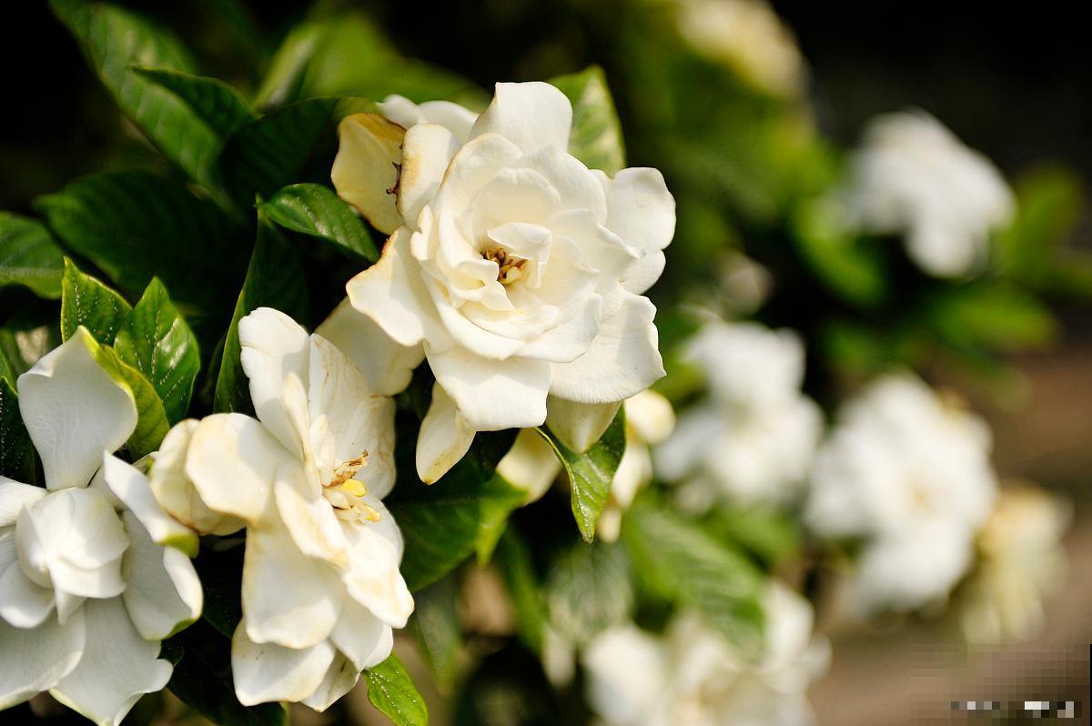 修剪最佳时机到了，有这花赶紧剪，晚了再也不开花！