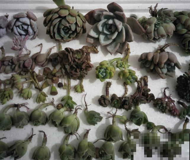 养了5年多肉,从小白变成大神,这些经验送你了! 养了5年多肉,从小白变成大神,这些经验送你了!