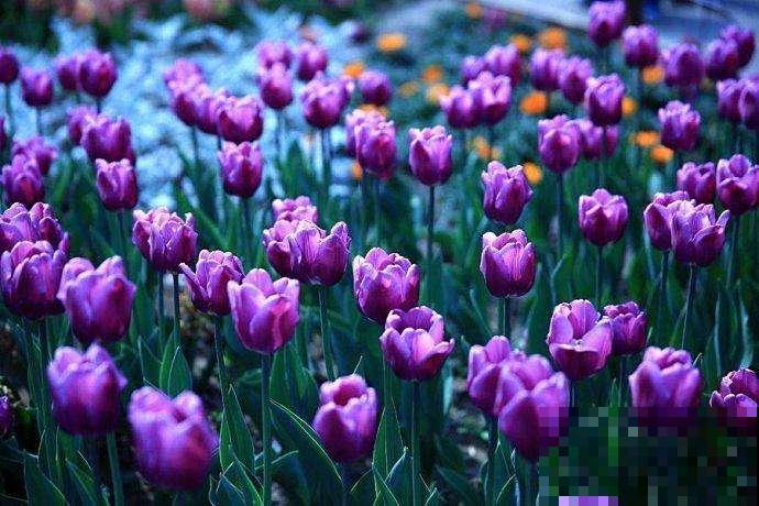 4种人间富贵花,雍容典雅、富贵逼人,一眼就被吸引了! 4种人间富贵花,雍容典雅、富贵逼人,一眼就被吸引了!