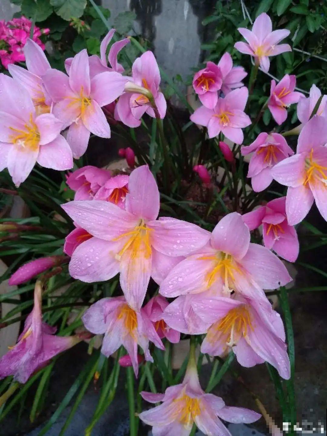 不用施肥打药,这花旱它几个月,疯狂爆花! 不用施肥打药,这花旱它几个月,疯狂爆花!