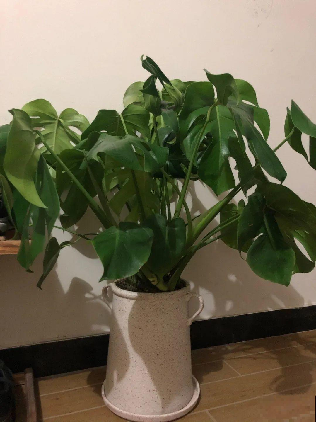 5种花,卧室不能养,离太近都不好! 5种花,卧室不能养,离太近都不好!