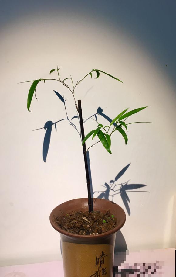 4种小竹子，摆家里上档次，今年特别流行！