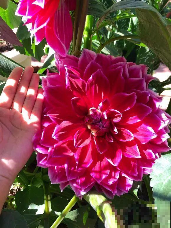 女儿辞职，回家养花，老爸说：15亩地，你负责养花，我负责蔬果！