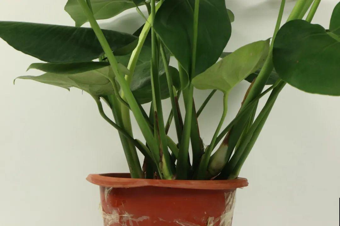 超耐阴的大叶植物，摆客厅吸废气，养一棵家里变森林！