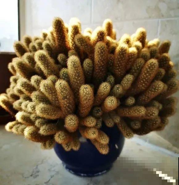 这花3年没浇水，却疯长得把盆撑爆，懒人福利啊！