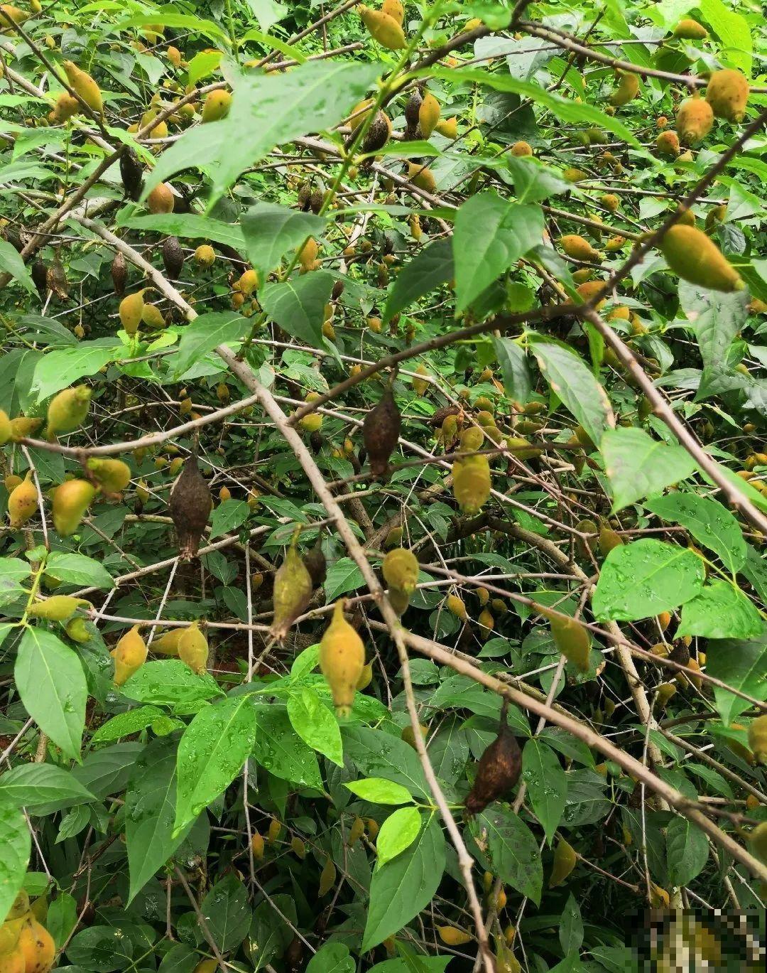 有些花有毒,家里有孩子要注意,不能乱碰 有些花有毒,家里有孩子要注意,不能乱碰