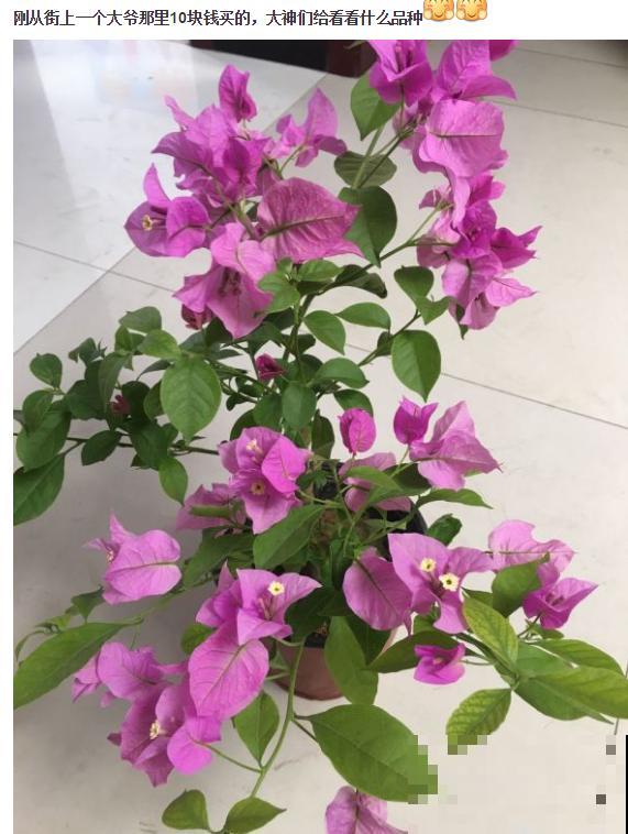 周末去花市捡漏，这花竟然1块钱1棵，赶紧买！