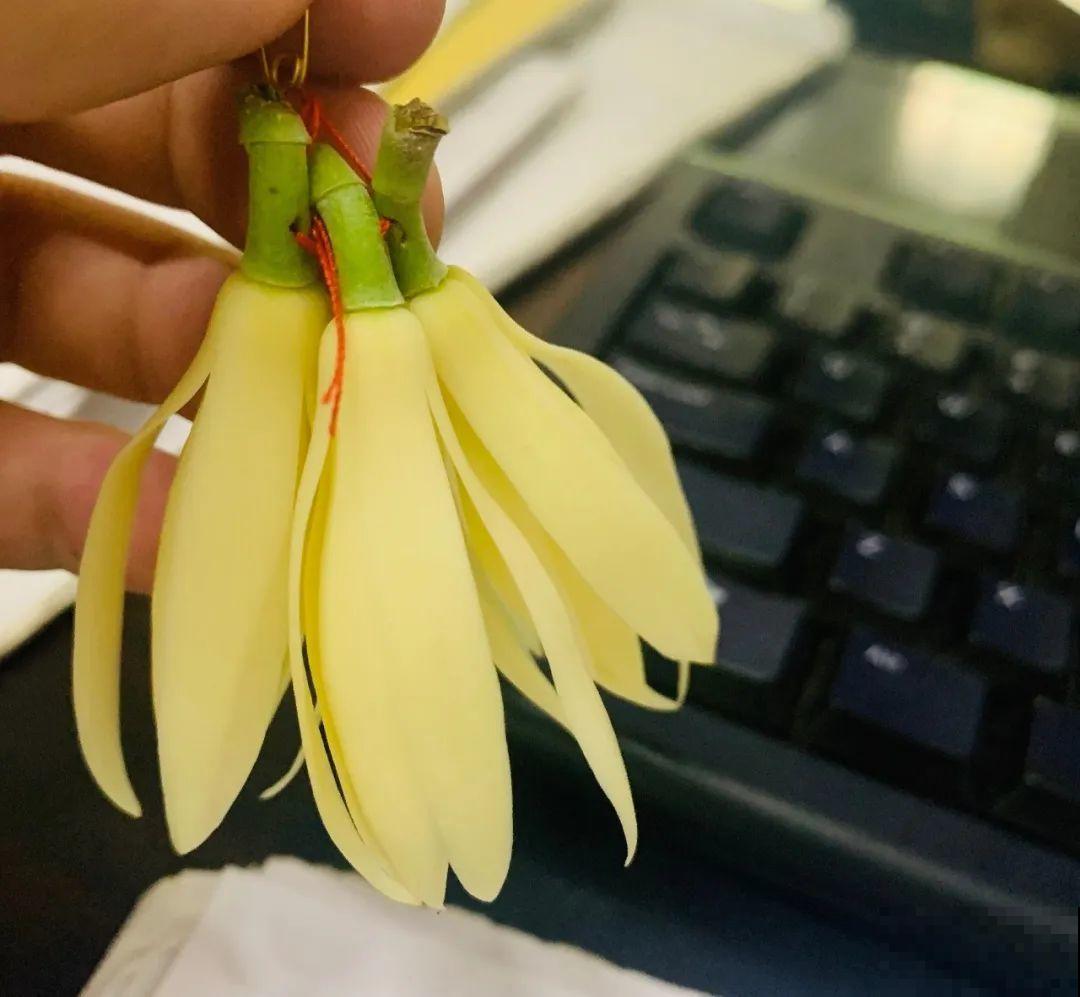 荷花明明美上天，为啥不能在家养？