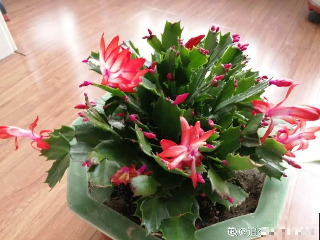 家里有这7种花,少浇水、不能晒,天热要休眠! 家里有这7种花,少浇水、不能晒,天热要休眠!