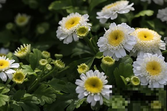 世界上品种最多的植物,没有之一,路边满大街都是! 世界上品种最多的植物,没有之一,路边满大街都是!