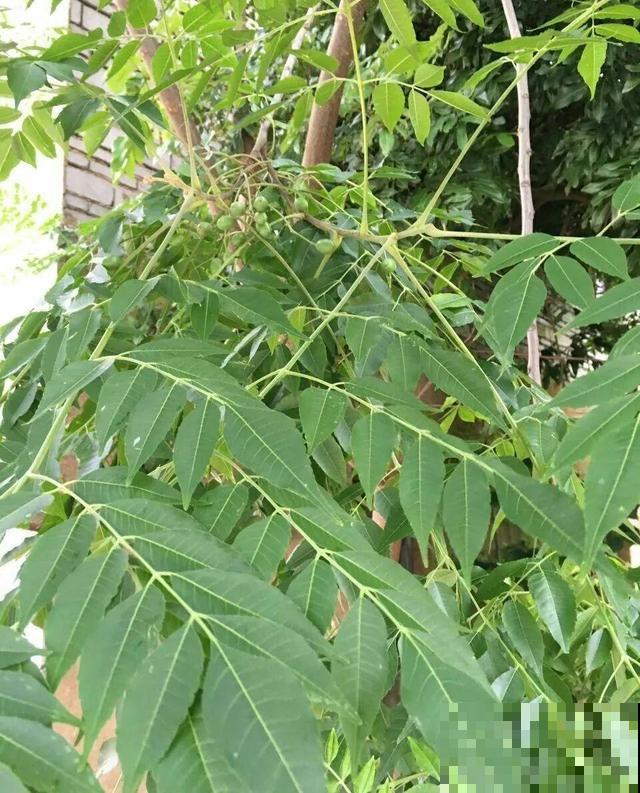 路边这些草，居然都是杀虫剂，赶紧薅一把养花用！