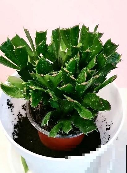 新买的花,套个花盆,成活率100%! 新买的花,套个花盆,成活率100%!