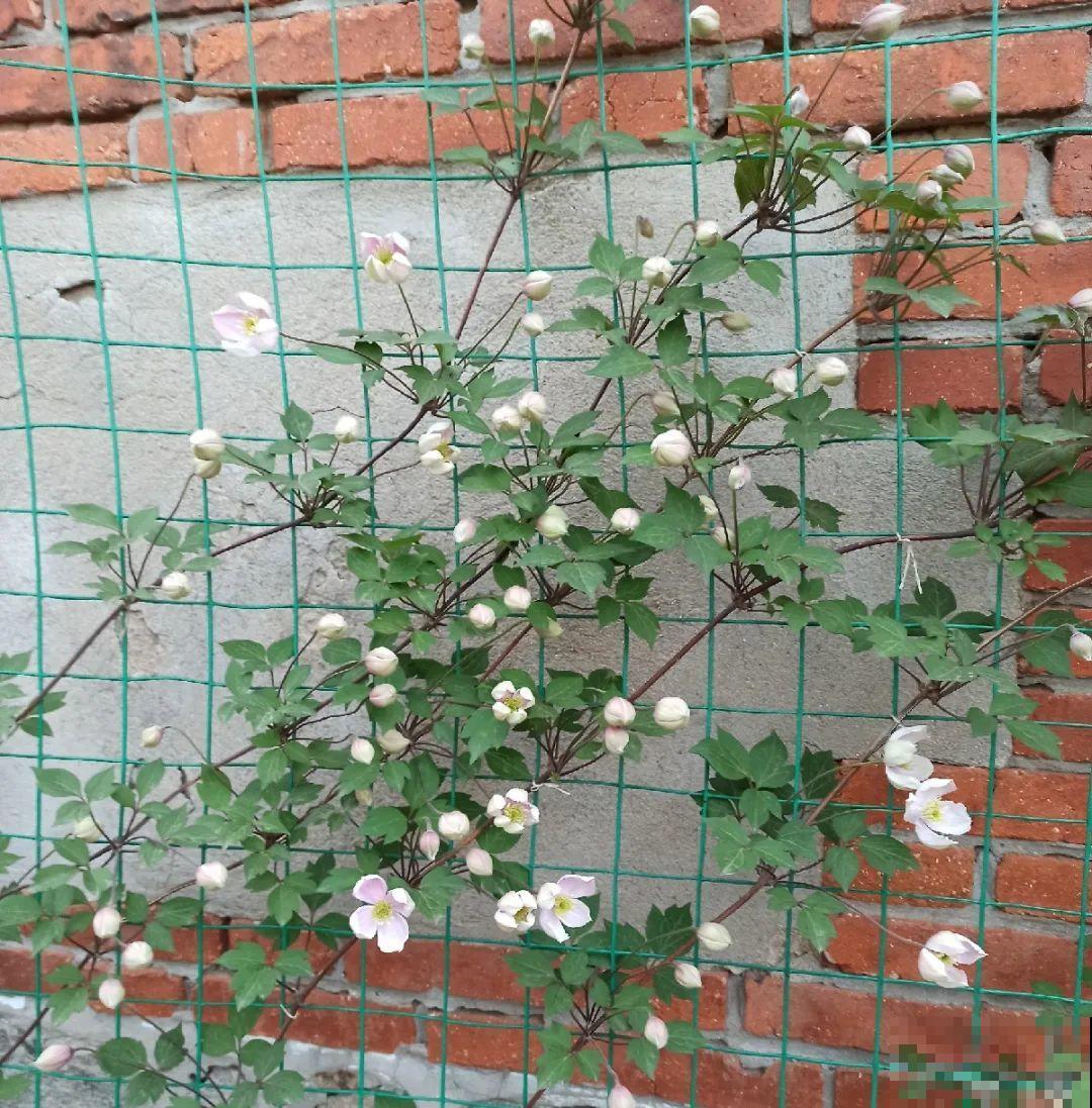 1种花现在剪，芽窜得更多，开出整面大花墙