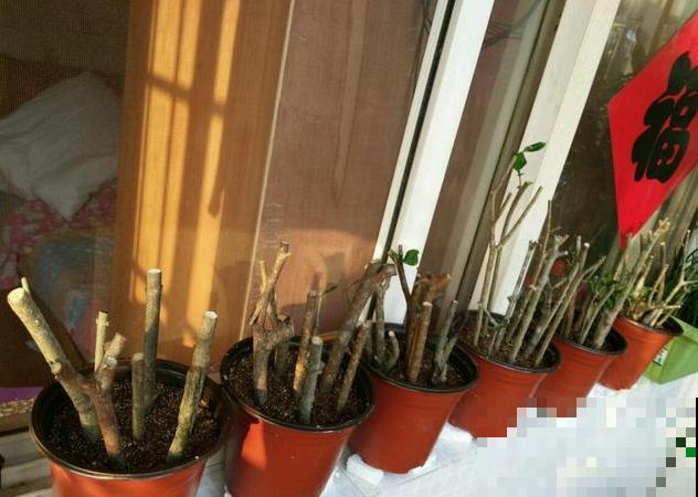 6种花扦插,杆子越粗越好活,根长成大扫把! 6种花扦插,杆子越粗越好活,根长成大扫把!