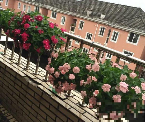 10种花,不怕风吹雨淋,不怕暴晒干旱,四季爆开花,堪称花坚强! 10种花,不怕风吹雨淋,不怕暴晒干旱,四季爆开花,堪称花坚强!