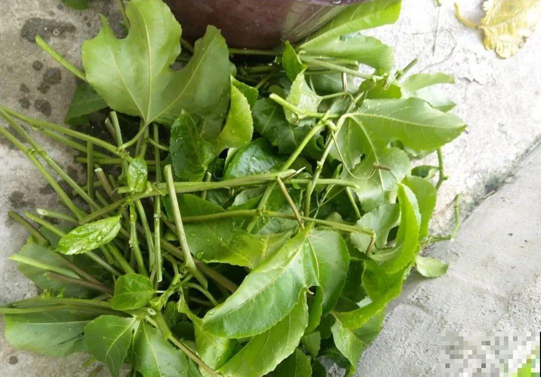 路边掐几根大粗枝,5天就生根,结果沉甸甸! 路边掐几根大粗枝,5天就生根,结果沉甸甸!