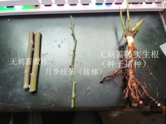 别再扦插啦，教你月季嫁接法，好活10倍不止！