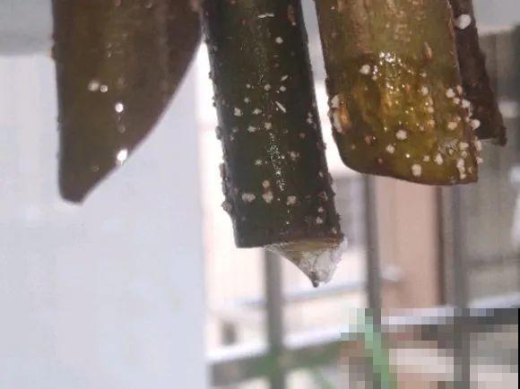 6种花扦插,杆子越粗越好活,根长成大扫把! 6种花扦插,杆子越粗越好活,根长成大扫把!