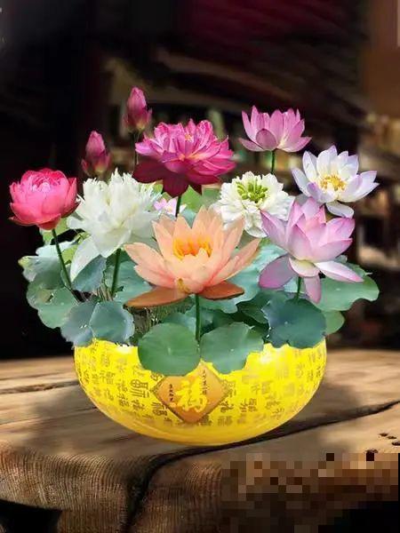 看到这些花,扭头就走,别买,谁买谁吃亏! 看到这些花,扭头就走,别买,谁买谁吃亏!