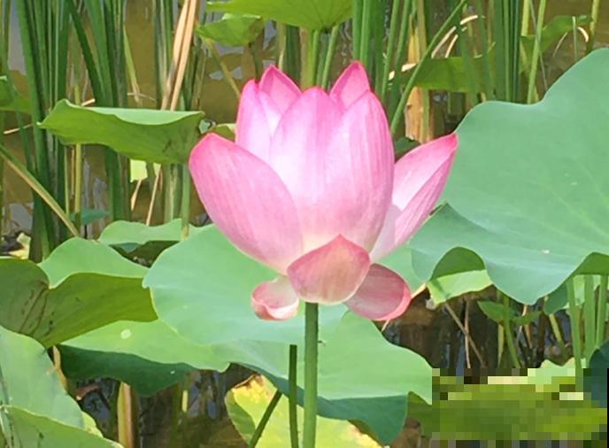 关于荷花,4个令人叹绝的冷知识,看完真长见识了! 关于荷花,4个令人叹绝的冷知识,看完真长见识了!