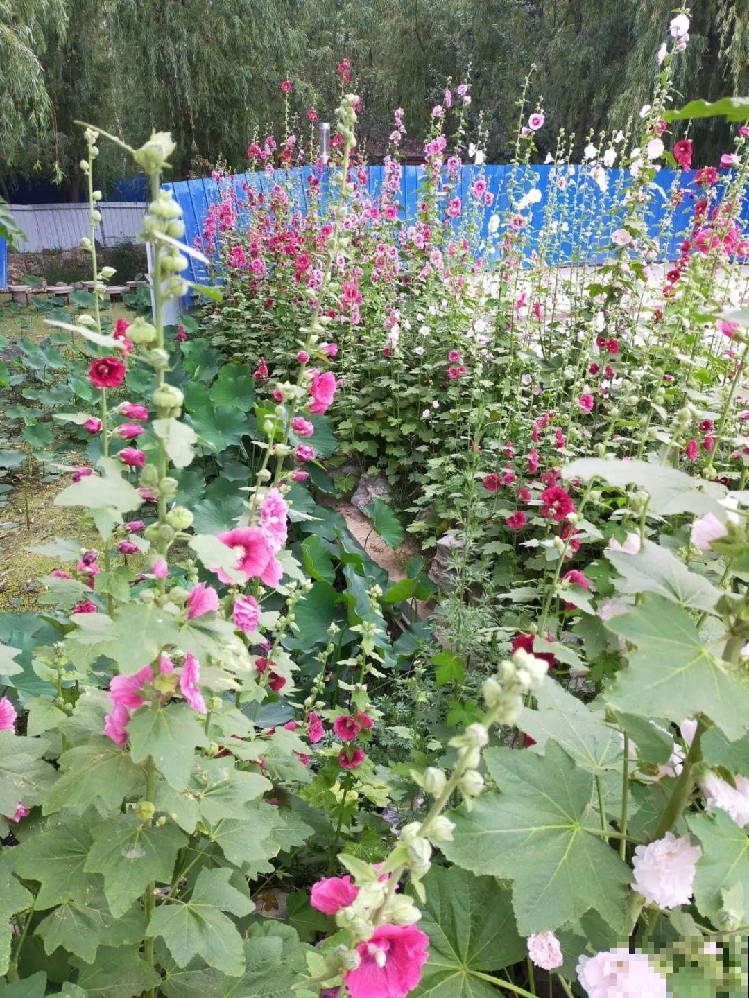 家里养这4种花，呼呼窜2米，开花成一串