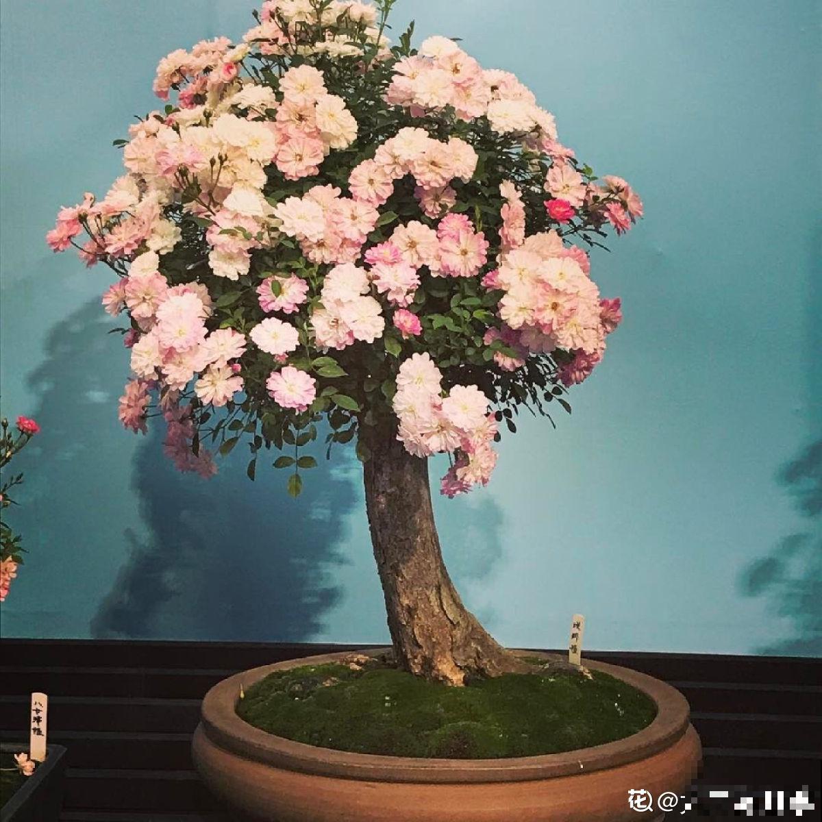 别再扦插啦，教你月季嫁接法，好活10倍不止！