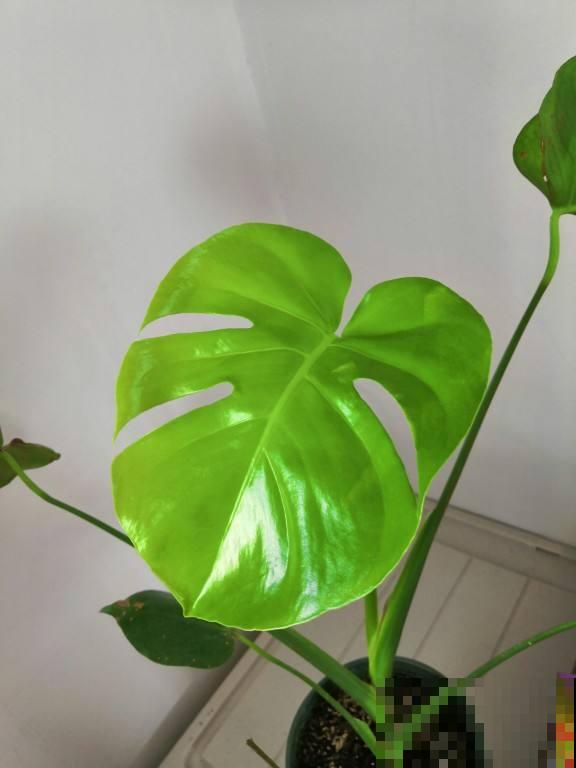 花市的花,叶子亮的闪眼睛,小心点,可能是喷了药 花市的花,叶子亮的闪眼睛,小心点,可能是喷了药