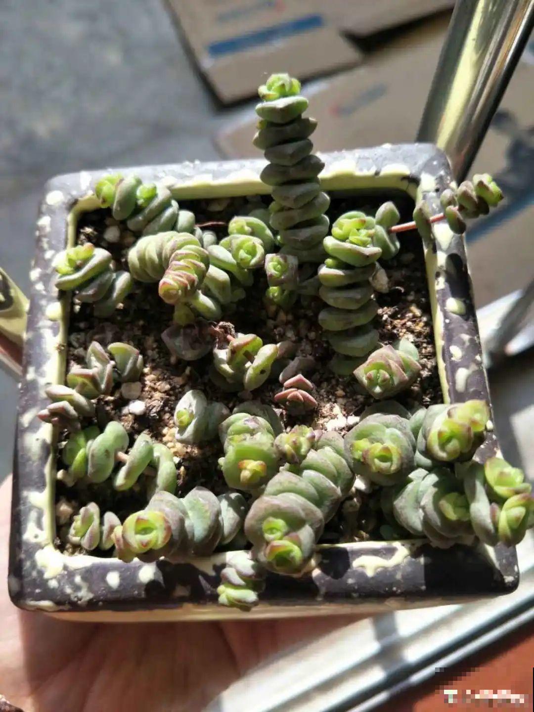 养花要狠得下心,枝条剁八段,呼呼长成新盆栽 养花要狠得下心,枝条剁八段,呼呼长成新盆栽