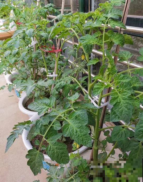 阳台种菜,这些菜不能挨着种,不然肯定长不好! 阳台种菜,这些菜不能挨着种,不然肯定长不好!