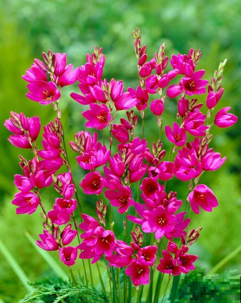 2块钱一盆的花,竟然开出一大片,谁不买亏大了! 2块钱一盆的花,竟然开出一大片,谁不买亏大了!