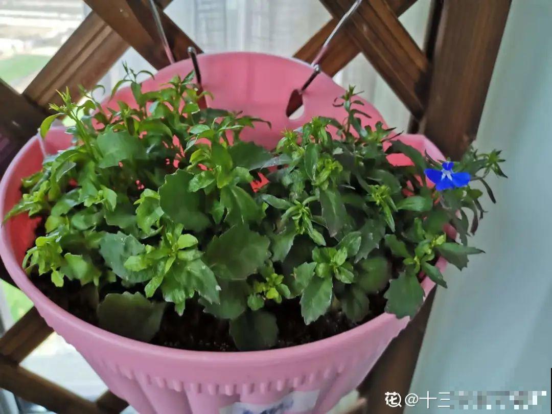 8种花是一次性的，开完就扔，别浪费时间！