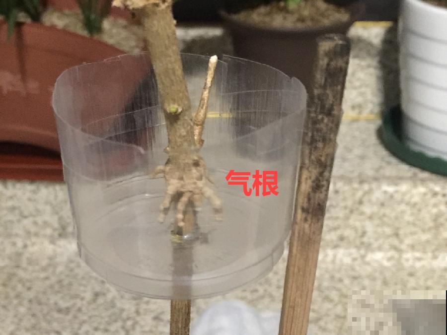 茉莉花扦插有机关，砍这一段枝条，插土里3天就活！