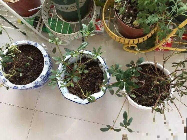 花养成光杆司令，赶紧这么救，3天冒新芽！