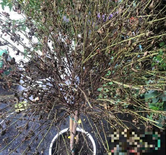 花养成光杆司令，赶紧这么救，3天冒新芽！