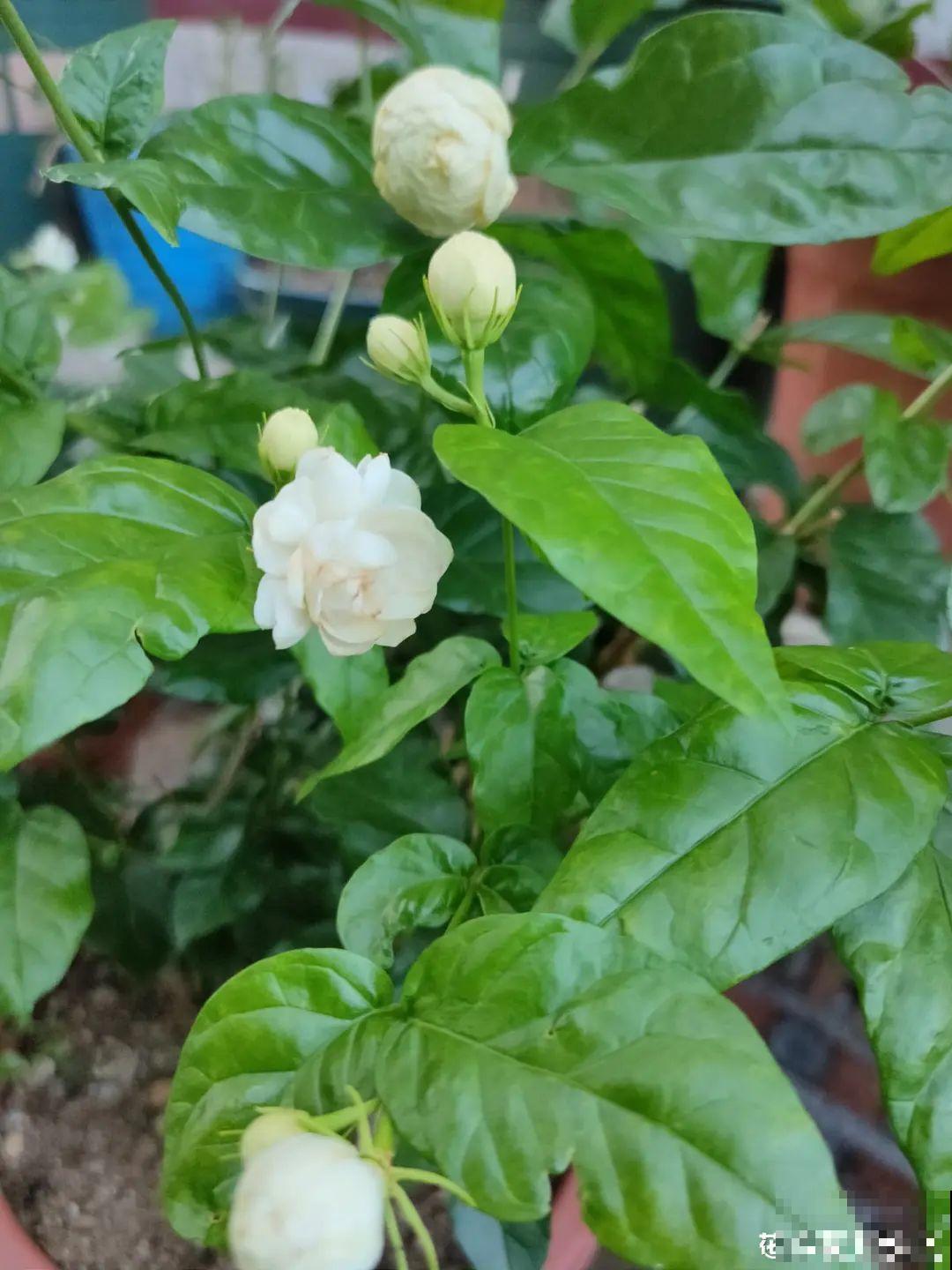 花盆里埋一捆电线，竟然再也不黄叶，花还蹭蹭开爆！