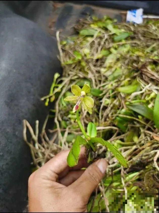 7种花不要随便挖，轻则罚款，重则坐牢！